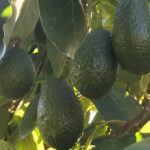 California Organic Avocado Shipped Direct
