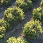 Wholesale Organic Fruit and Herbs from California