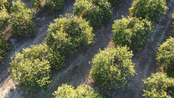 Organic Lemons from California - Non-GMO Unwaxed