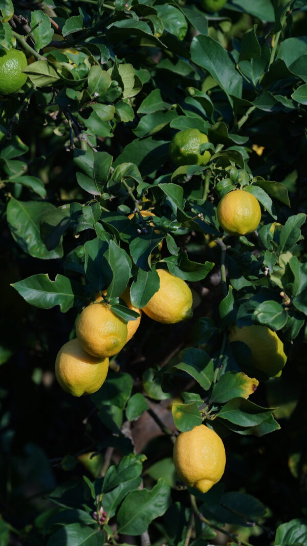 Organic Lemons Non-GMO from California Farm