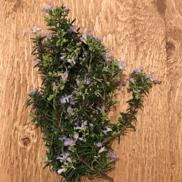 Organic rosemary sprigs - wildcrafted herbs in California