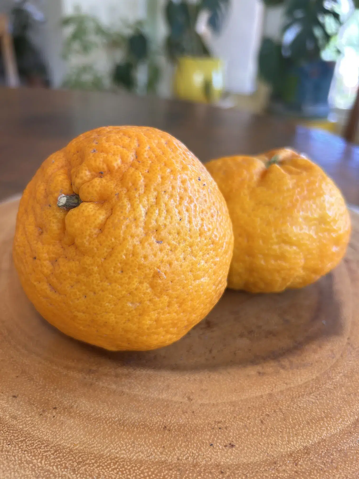 organic mandarins from california farm
