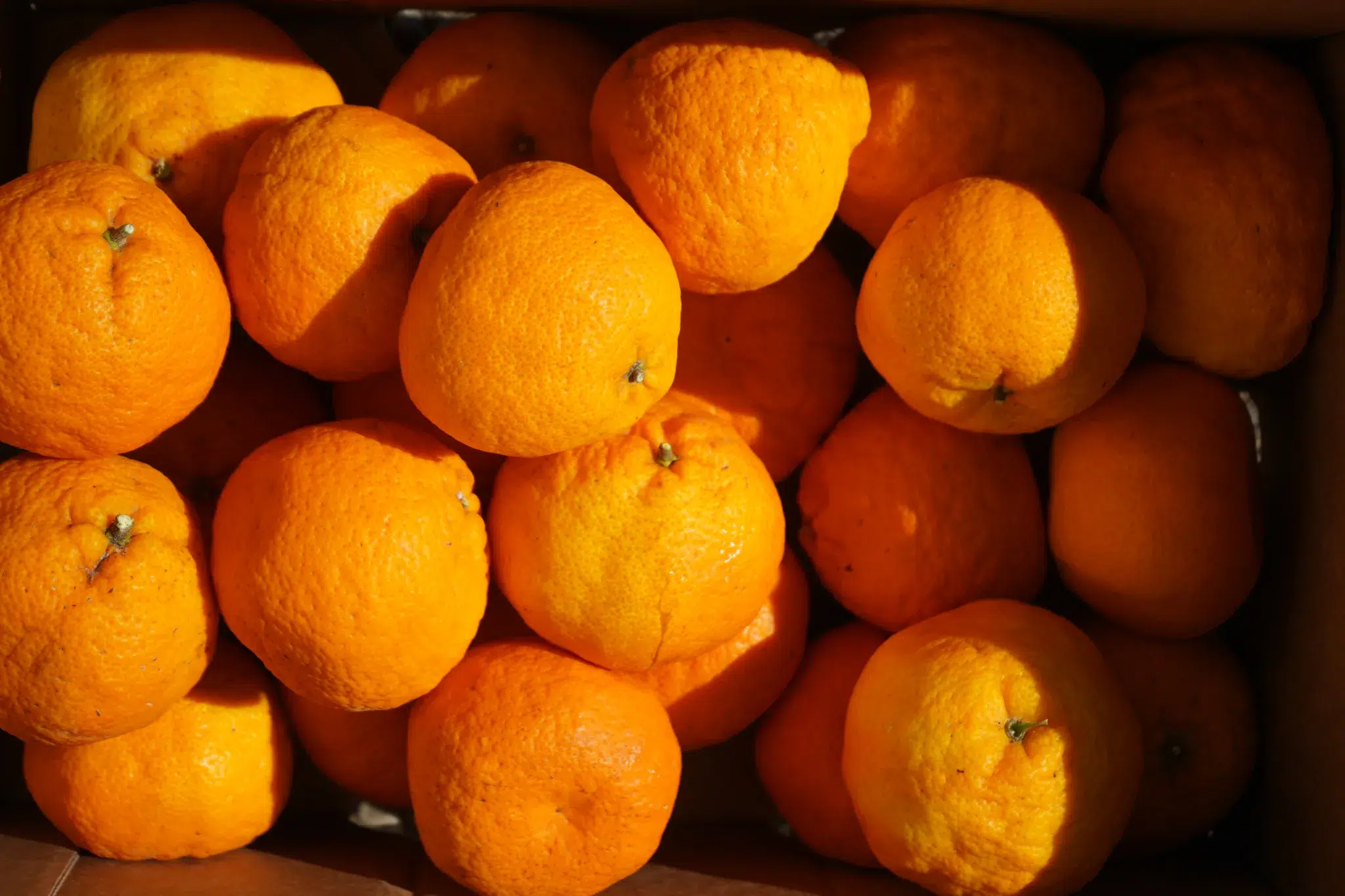 unwaxed organic tangerines from california - golden nugget variety