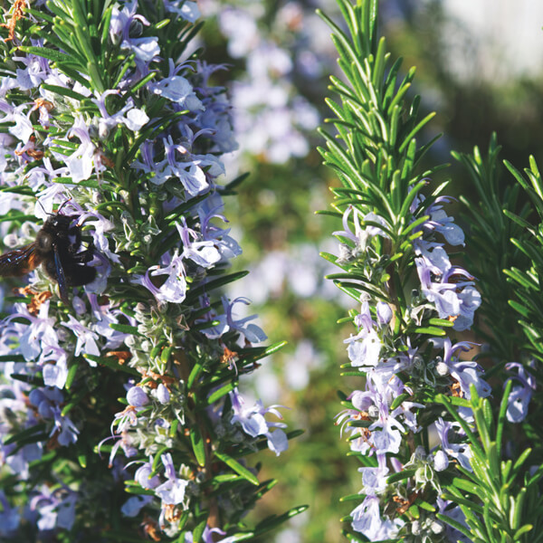 Buy Fresh Organic Rosemary Sprigs