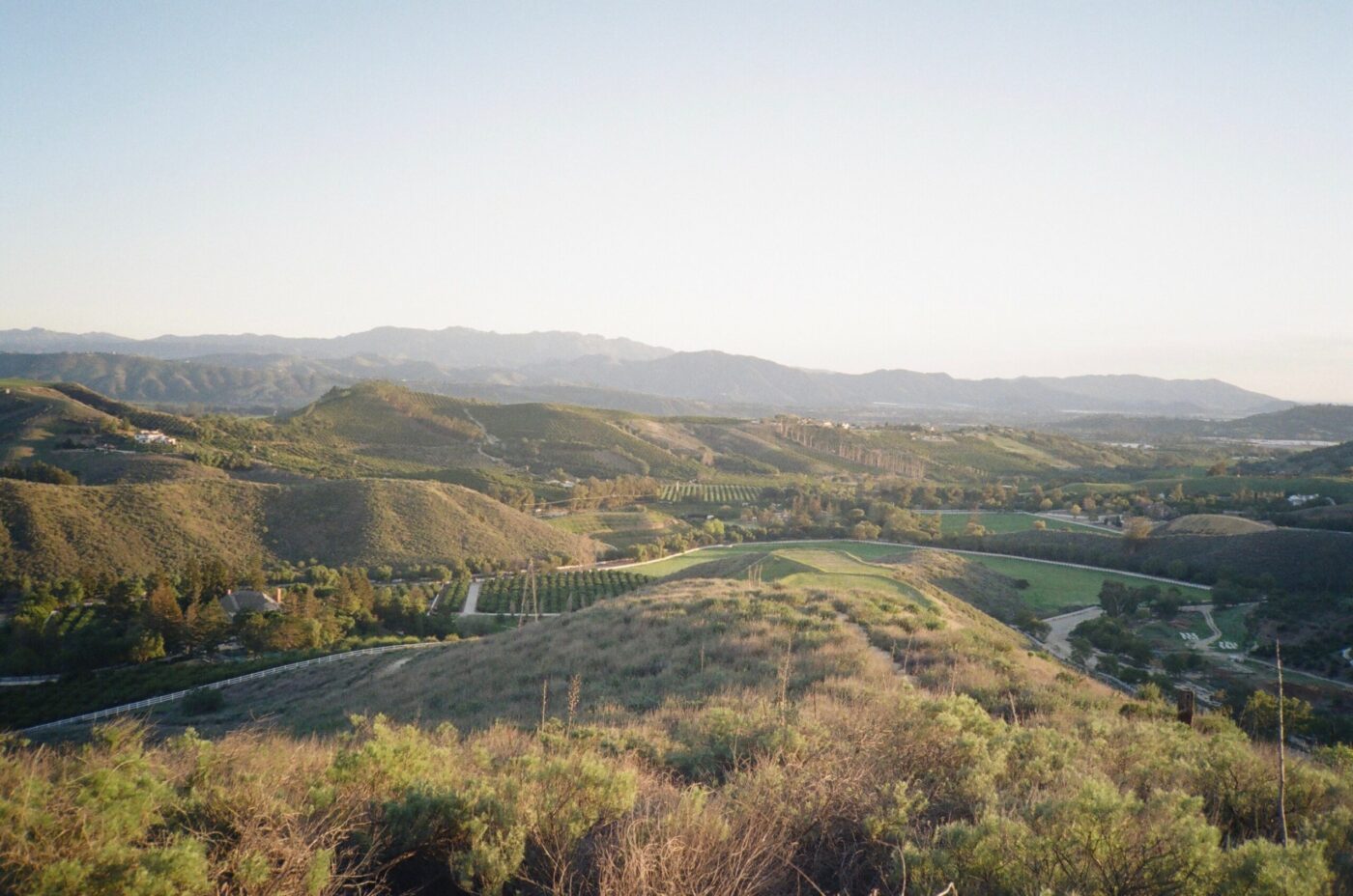 Organic Rosemary Grown in USA