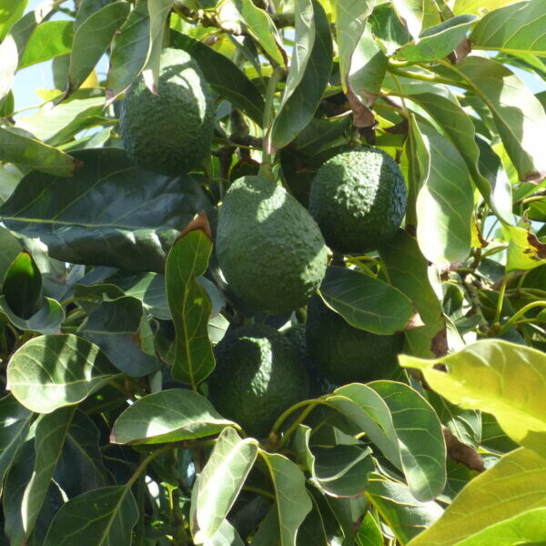 Healing Properties of Avocado Leaf Tea