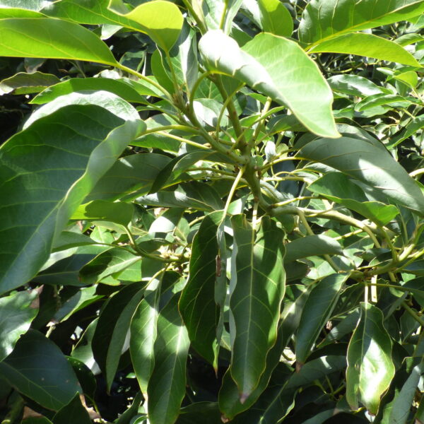 Medicinal Properties of Avocado Leaf Tea