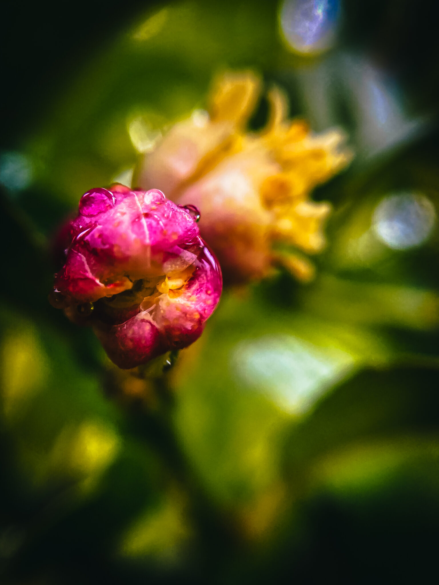 Orange Blossom Honey From California Orchard