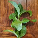 Organic Lemon Leaves for Tea - Fresh Lemon Leaf