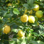 Fresh Fruit from California Orchard