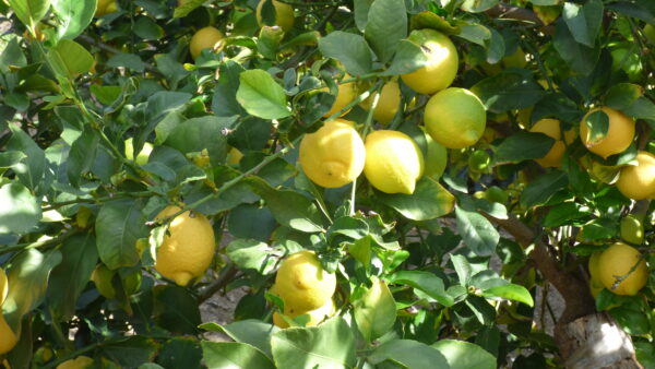 wholesale organic lemons from California orchard - bulk lemons direct from grower