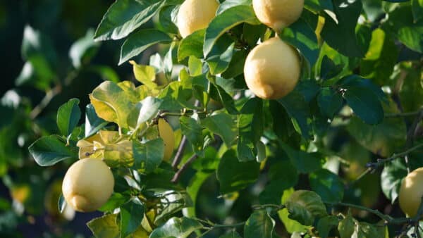 Fresh Organic Lemons from California - Non-GMO - Unwaxed, Unsprayed