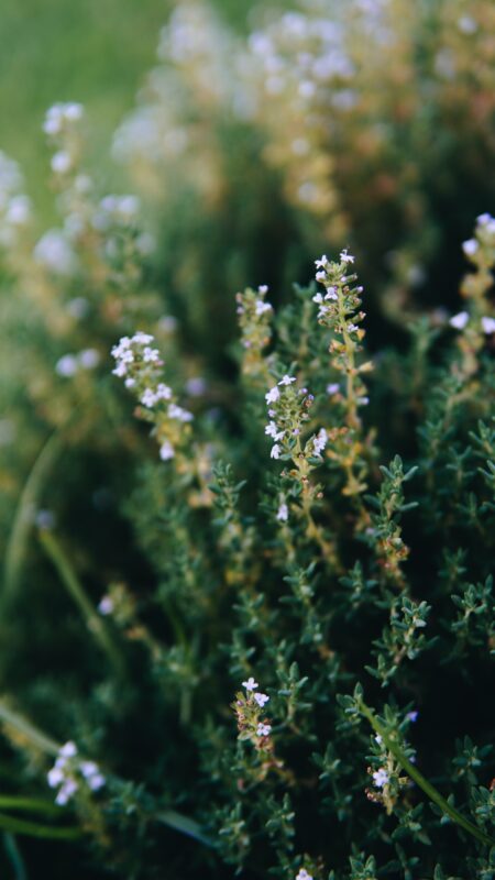 Water-wise Gardening in a drought - California climate