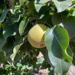 Organic Asian Pear Fruit from California grower