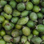 Fresh Organic Feijoa Fruit - Pinapple Guava