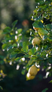 Why Buy Organic Lemons? Chemical-free Lemons?