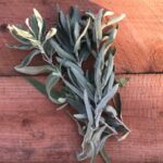 Fresh Organic Sage Leaves - Purple Sage from California - Wildcrafted Sage Leaves