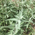 Fresh Sage Organic from California Orchard - Wildcrafted Foraged Edible Plants