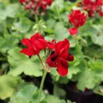 Geraniums (Pelargonium)