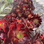 Purple Succulents - Large Purple or Almost Black Succulents Aeoniums for Home or Garden