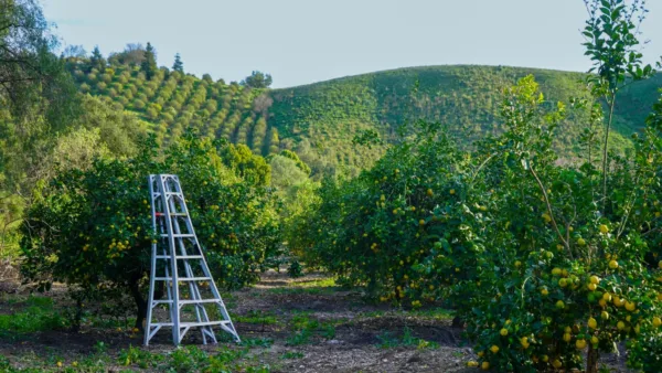 Farm Tours in Organic Orchard - Southern California, Ventura County