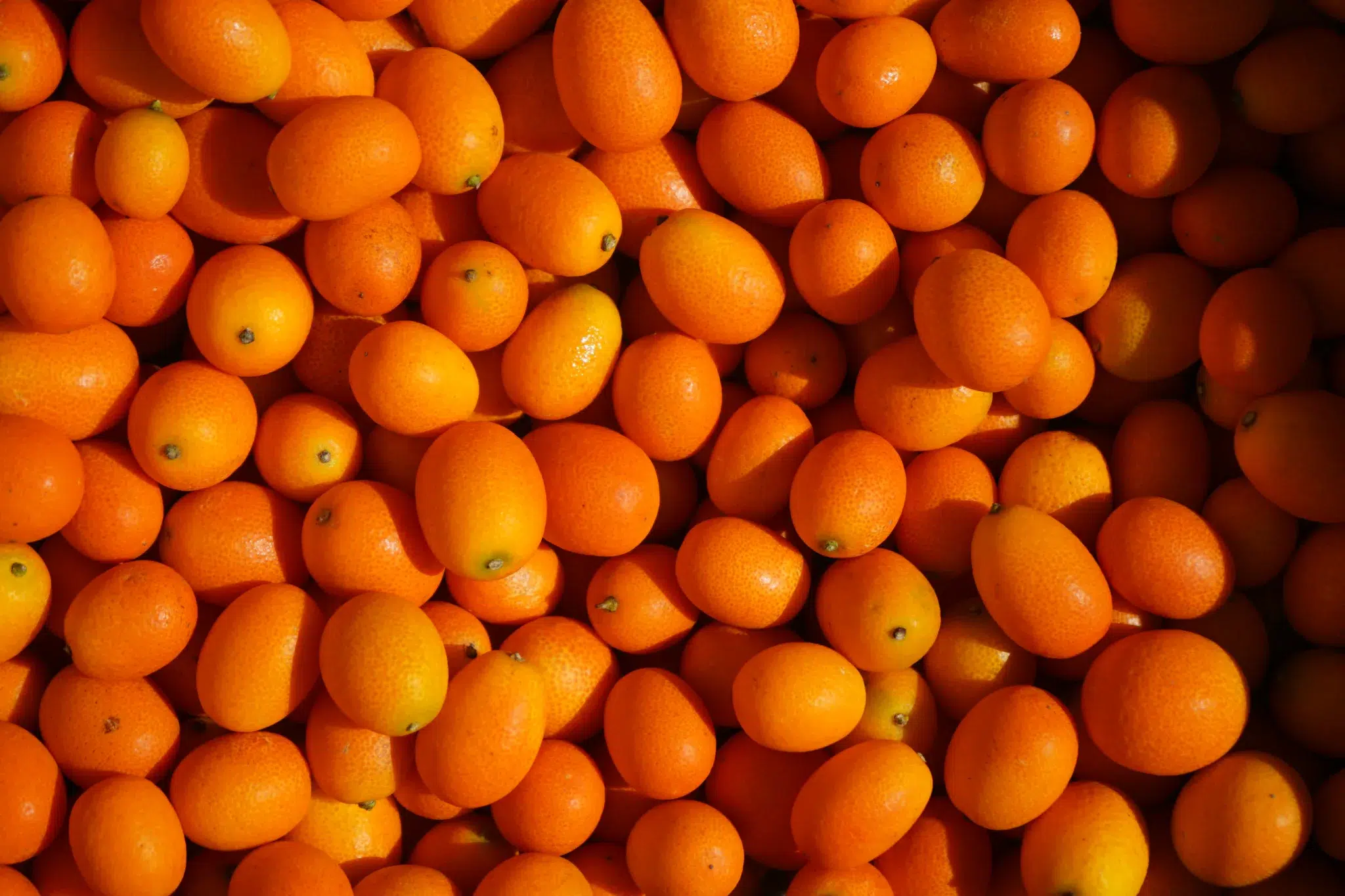 Organic kumquats from California - Fresh Certified Organic
