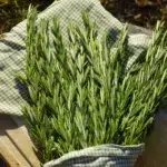 Certified Organic Fresh Rosemary Sprigs from California - Bulk/Wholesale Options